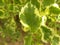 Yellow and green leaf of Strawberry bush plant