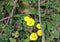 Yellow Green Leafed Daisy Picture