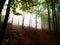 Yellow green leaves on beech branches against low clouds sky