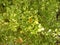 Yellow and green leaves of Strawberry bush plants