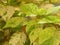 Yellow and green leaves of variegated Coleus plant