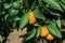 Yellow and green lemons in a farm