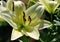 yellow and Green lilies