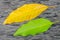 Yellow and green mango leaves on grunge wooden surface