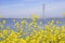 Yellow green mustard flowers, south San Francisco bay area, California