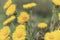 Yellow green muted natural background with Tussilago farfara flowers on a cloudy day