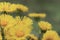 Yellow green muted natural background with Tussilago farfara flowers on a cloudy day