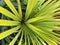 Yellow and green palm plant.