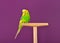 Yellow-green parrot perched on a stand