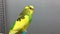 Yellow green parrot sits on a crossbeam