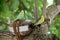 Yellow green parrots at coconut nest tree Maldives