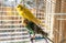 Yellow and green parrots corella is sitting in the cage