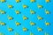 Yellow green plastic toy Brachiosaurus dinosaur on a blue background. Minimal pattern