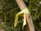 yellow and green plastic wrapped tied around tree close up branch uk tagging forestry