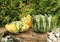 Yellow and green pumpkins