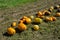 Yellow and green pumpkins are gathered in a big pile in the garden