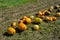 Yellow and green pumpkins are gathered in a big pile in the garden