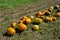 Yellow and green pumpkins are gathered in a big pile in the garden