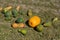 Yellow and green pumpkins are gathered in a big pile in the garden