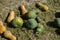 Yellow and green pumpkins are gathered in a big pile in the garden