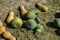 Yellow and green pumpkins are gathered in a big pile in the garden