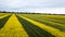 Yellow-green rapeseed field aerial photography with drone