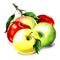 Yellow, green, red apple with green leaf, fresh fruits, close-up, isolated. Package design element. Harvest, organic