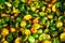 Yellow Green and Red Bushel Basket of Peppers