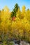 Yellow, green, red leaves on trees in autumn,