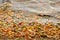 Yellow, green and red tree autumn leaves, frame composition on water background. Great season texture with fall mood