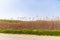 Yellow and green reed grass along motorway in the Crimea, Ukraine