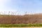 Yellow and green reed grass along motorway in the Crimea, Ukraine