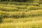 A yellow green rice terraces of fields. ripe rice crop