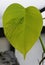 A yellow and green speckled leaf of Monstera Aurea