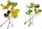 Yellow green strawberry leaves on a white background, watercolor pattern, botanical sketch, photo and drawing