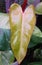 A yellow and green variegated leaf of Philodendron Painted Lady