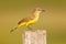 Yellow grey bird, evening light. White-throated Kingbird, Tyrannus albogularis, in the nature habitat, bird sitting in the grass,