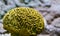 Yellow grooved brain coral in closeup, marine life background, popular decorative pet in aquaculture, invertebrate specie from the