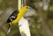 Yellow Grosbeak