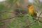 Yellow grosbeak