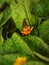 yellow ground cover plant flowers with green leaves as a background attract butterflies