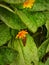 yellow ground cover plant flowers with green leaves as a background attract butterflies