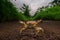 Yellow ground crab in defensive posture