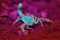 Yellow Ground Scorpion (Vaejovis confusus) under black light