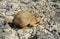 Yellow ground squirrel