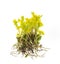 Yellow groundcover garden plant stonecrop, seddum. Photo