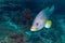 Yellow Grouper, Indian ocean underwater