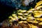Yellow grouper sweetlips school of fish underwater