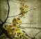 Yellow grunge kerala blossom