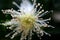 Yellow guava blossoming flower macro photo